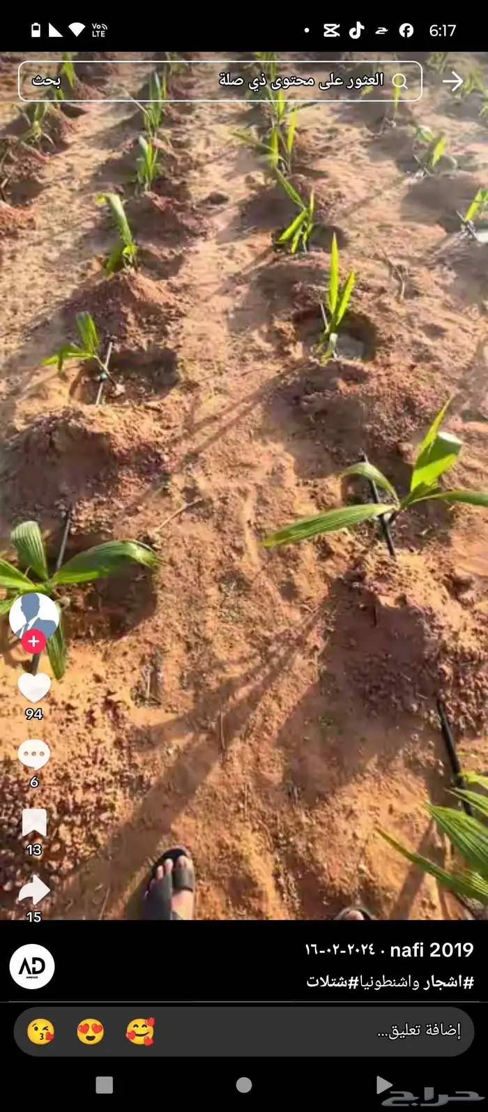 نخيل عربي واشنطن زينة برحي اخلاص سكري جميع المقاسات 9