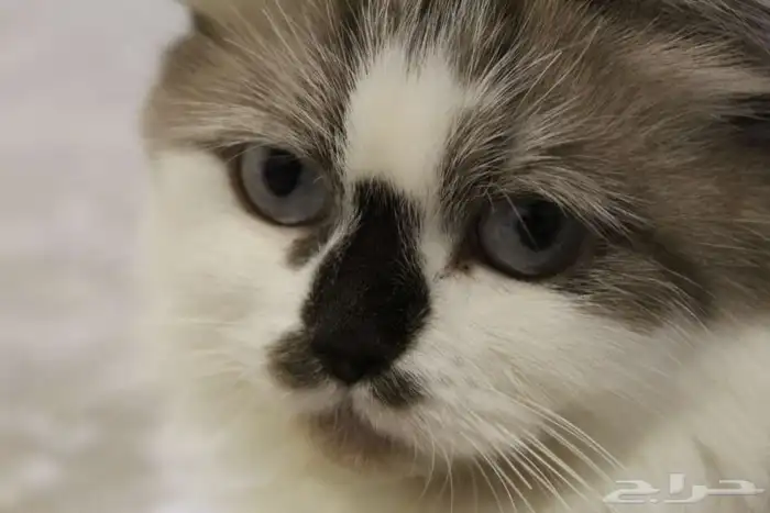 للبيع او التبني قطة وبنتها الصغيره 0