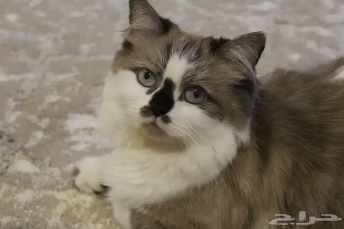 للبيع او التبني قطة وبنتها الصغيره 3