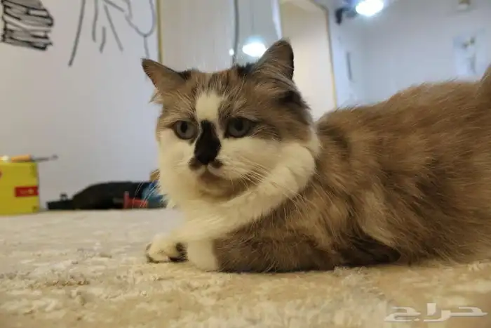 للبيع او التبني قطة وبنتها الصغيره 1