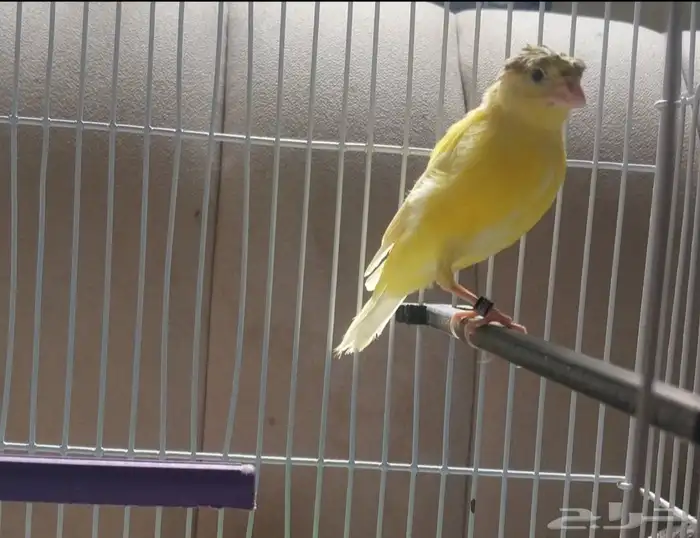 كناري ذكر وجوز طيور حب 0