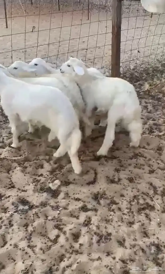 يوجد ذبايح للبيع نعيم وحري يوجد سلخ وتوصيل 3