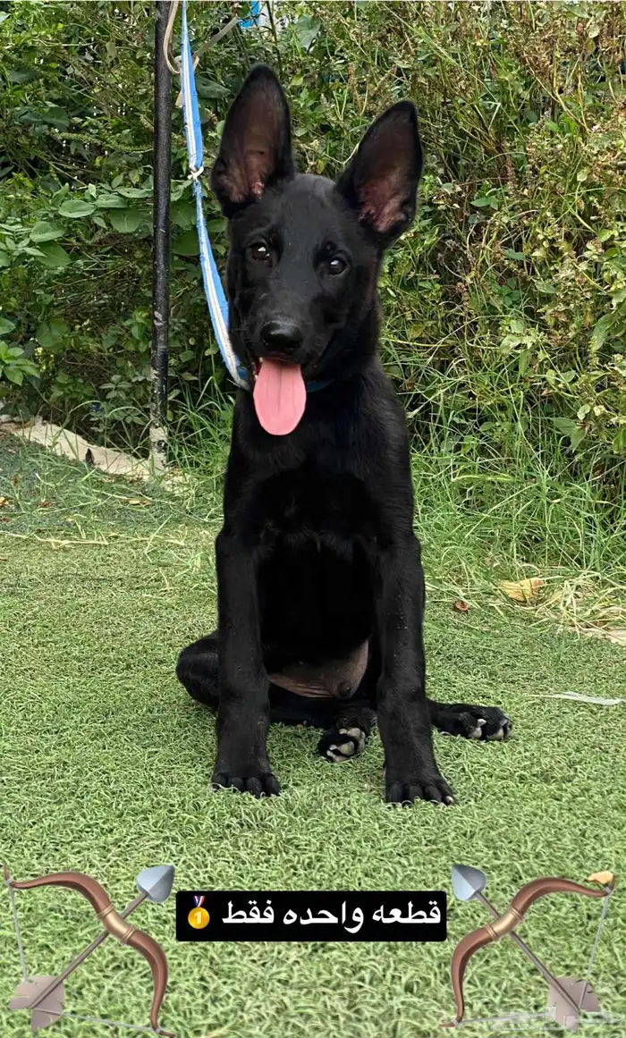 كلاب مالينو دارك 1