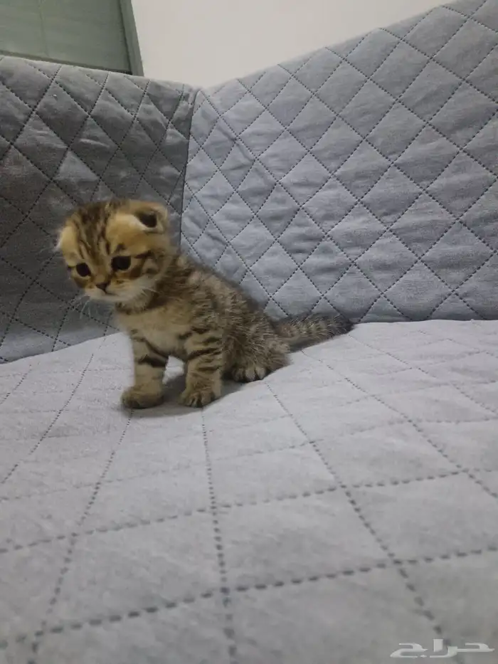 قط سكوتش فولد للبيع 2