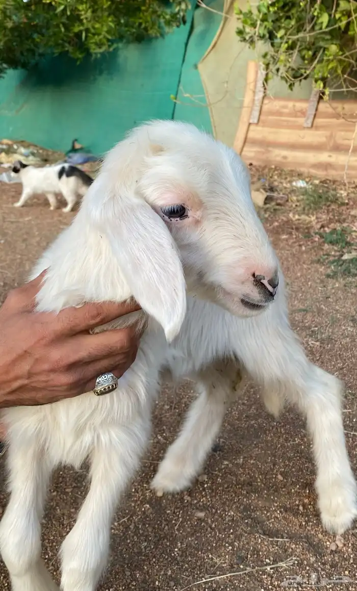 نعجه صفراء متبع 2