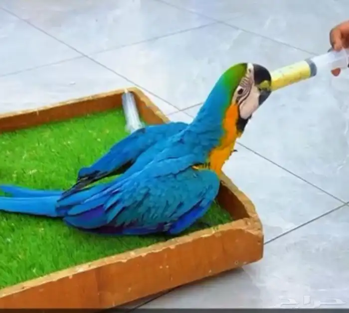 فروخ كايك وايت بلي وفرخ مكاو بلو ان قولد أعمار شهرين 3