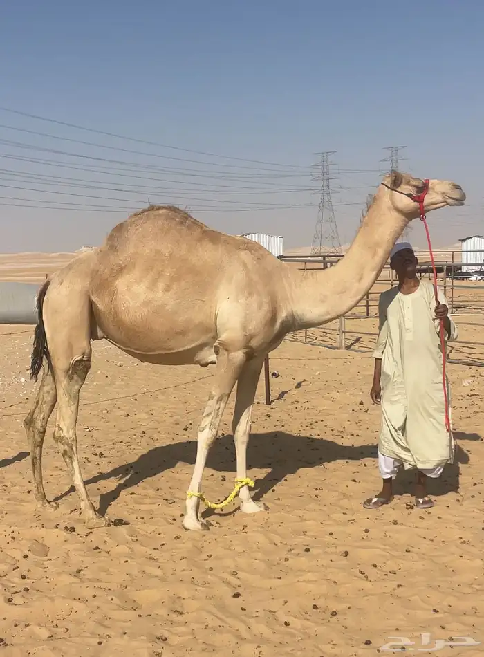 هجن متالي على ركاب منتج العد 4 0