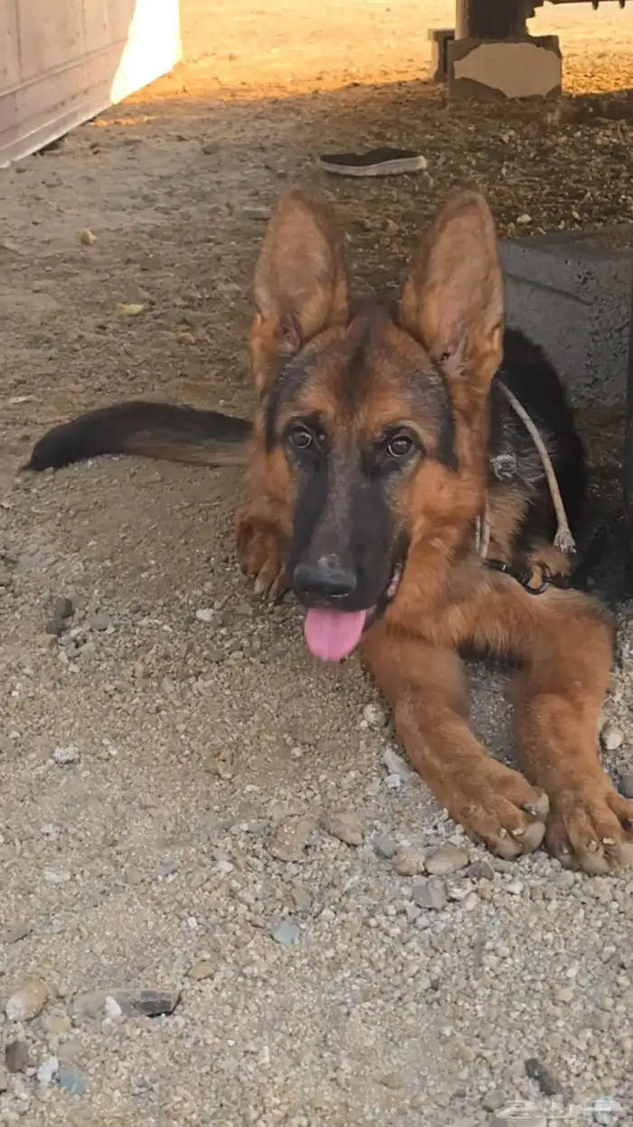 كلب جيرمن للبيع العمر 6 أشهر تقريبا ينفع للحراسه السعر 3000 2