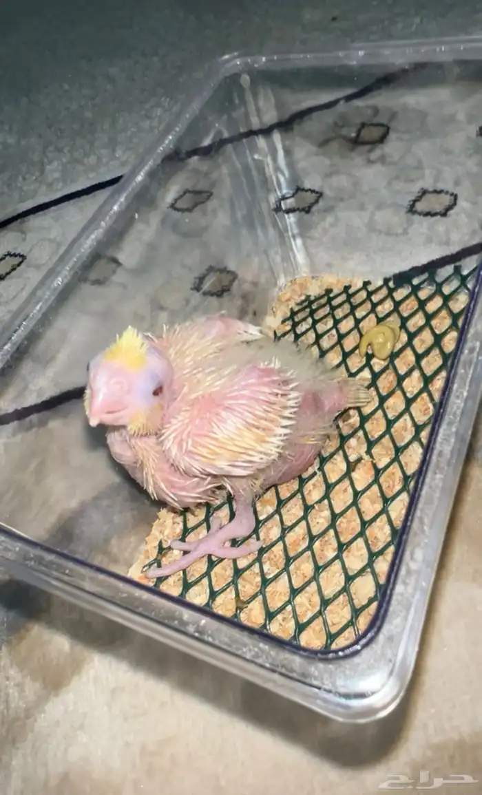 فرخ كروان ( كوكتيل ) 0