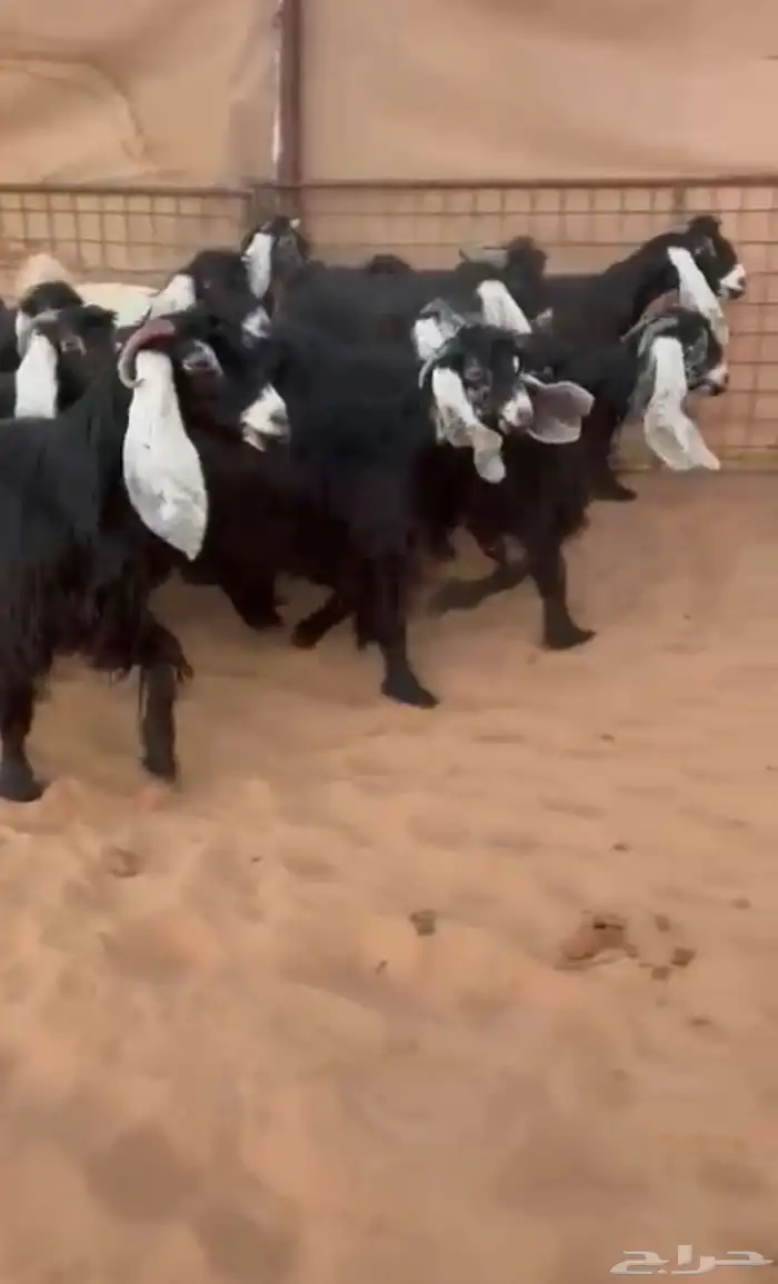 معزاء عوارض صنف ومقاني طيبه 1