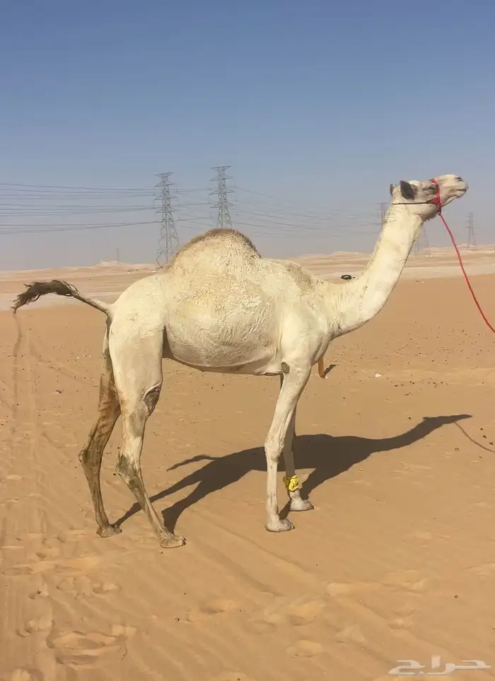 هجن متالي على ركاب منتج العد 4 3