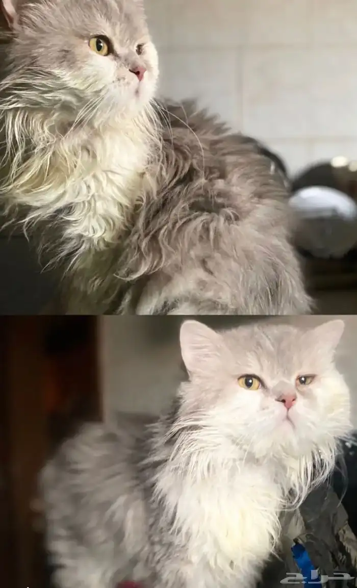 قط شيرازي جميل 0