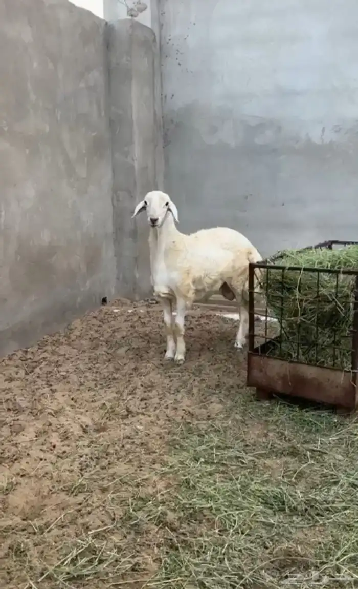 فحل حري ابرص 0