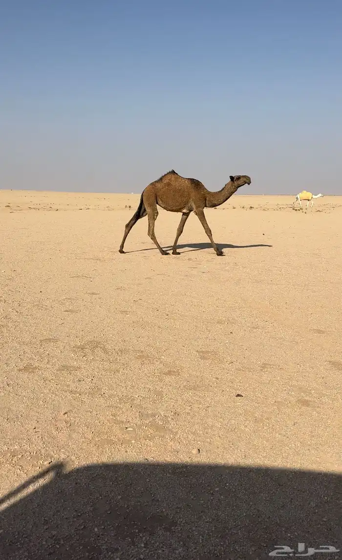 صفرا كفو دبيانيه 2