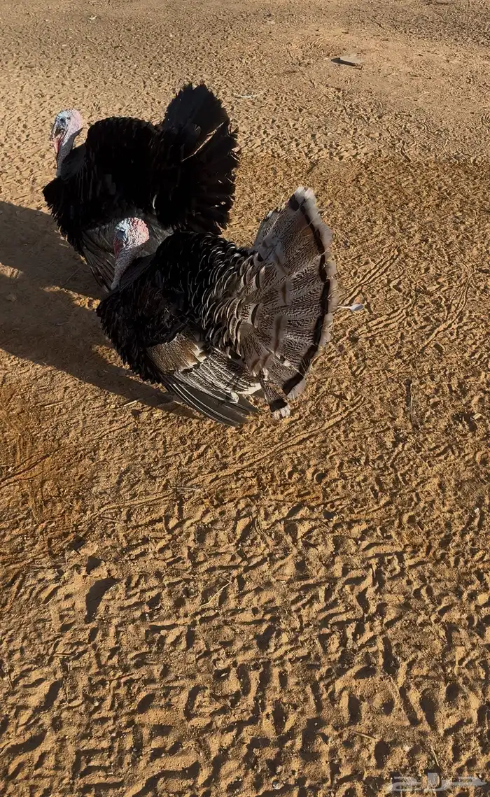 رومي ذكرين 0