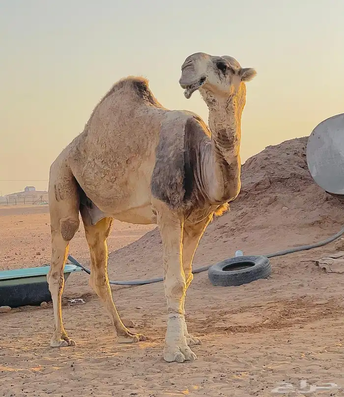بعير للبيع 1