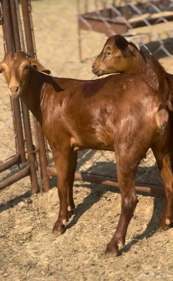 جفار دهم دفيع 2