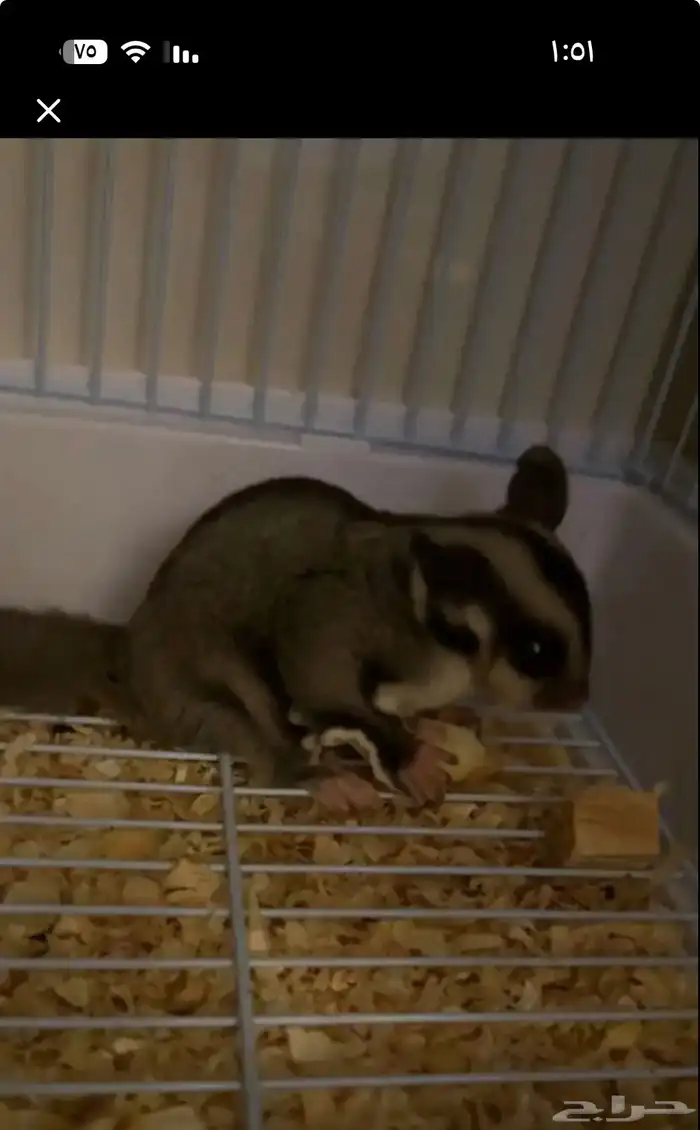 سنجاب شوقر قلايدر انثى 1