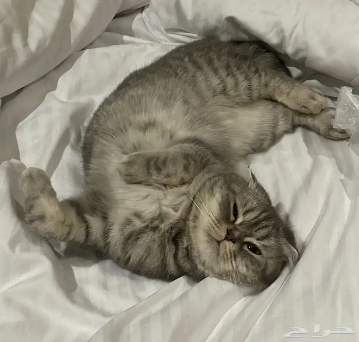 قطة سكوتش فولد 3