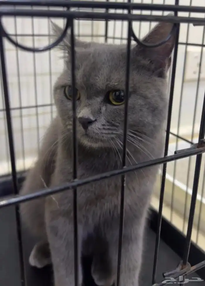 قط شيرازي 0