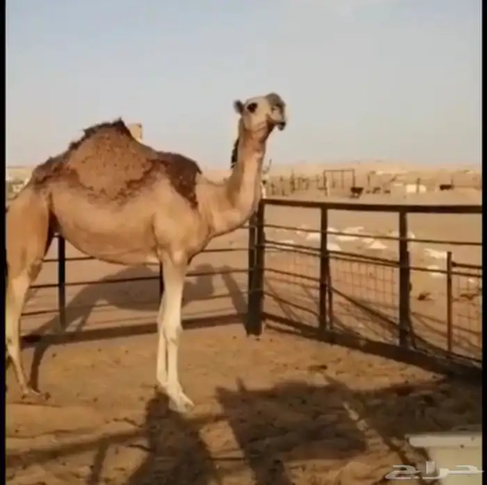 بعير احمرومنتج انتاجه مرفق معه صوره 3