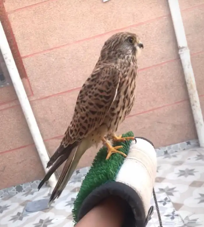 باشق مفقود 1