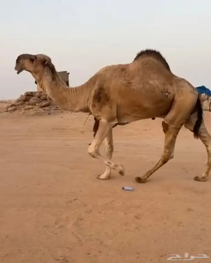 بعير احمرومنتج انتاجه مرفق معه صوره 0