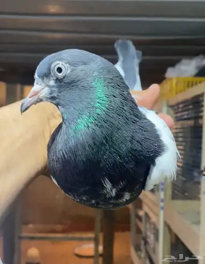 حمام بكستاني index