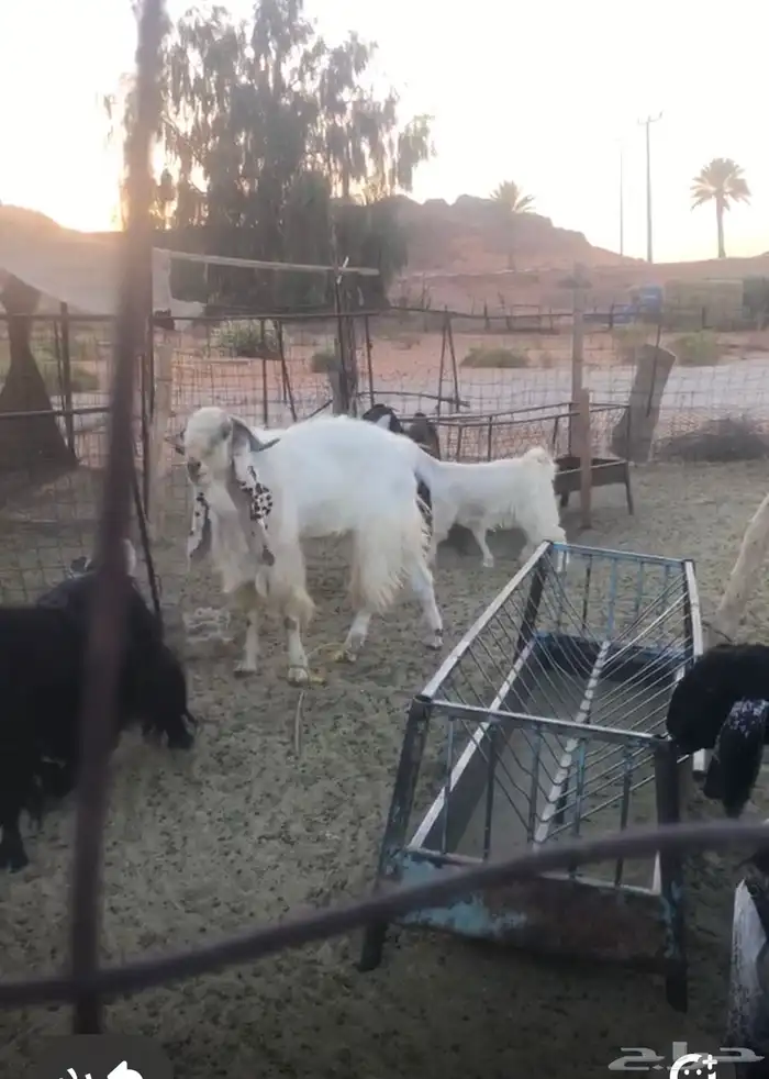 فحل هولندي 0