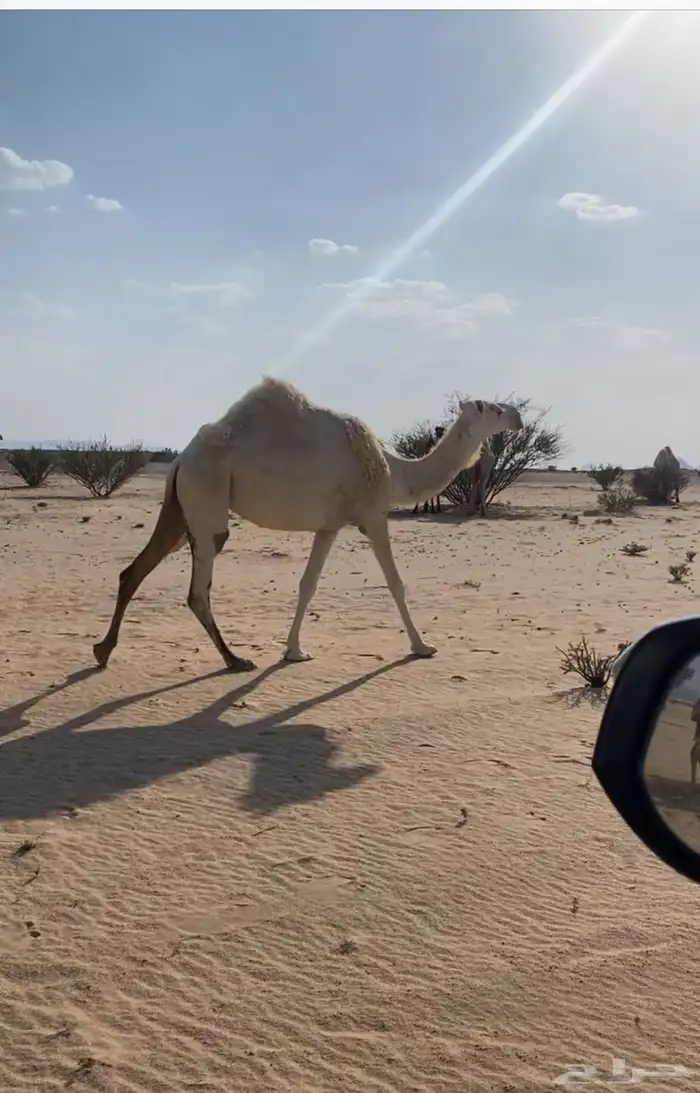 ضروبه وضحا بكر 0