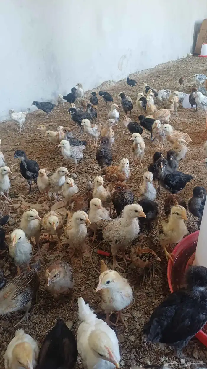 صوص دجاج بلدي 1