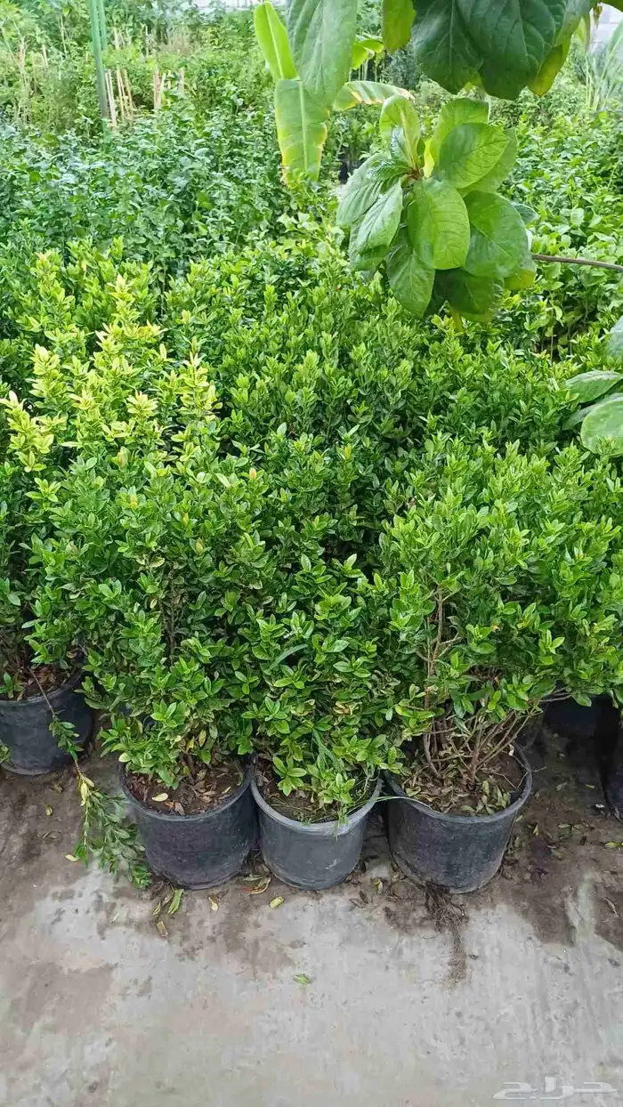 مشتل زراعة والصيانات شامله للحديد 6