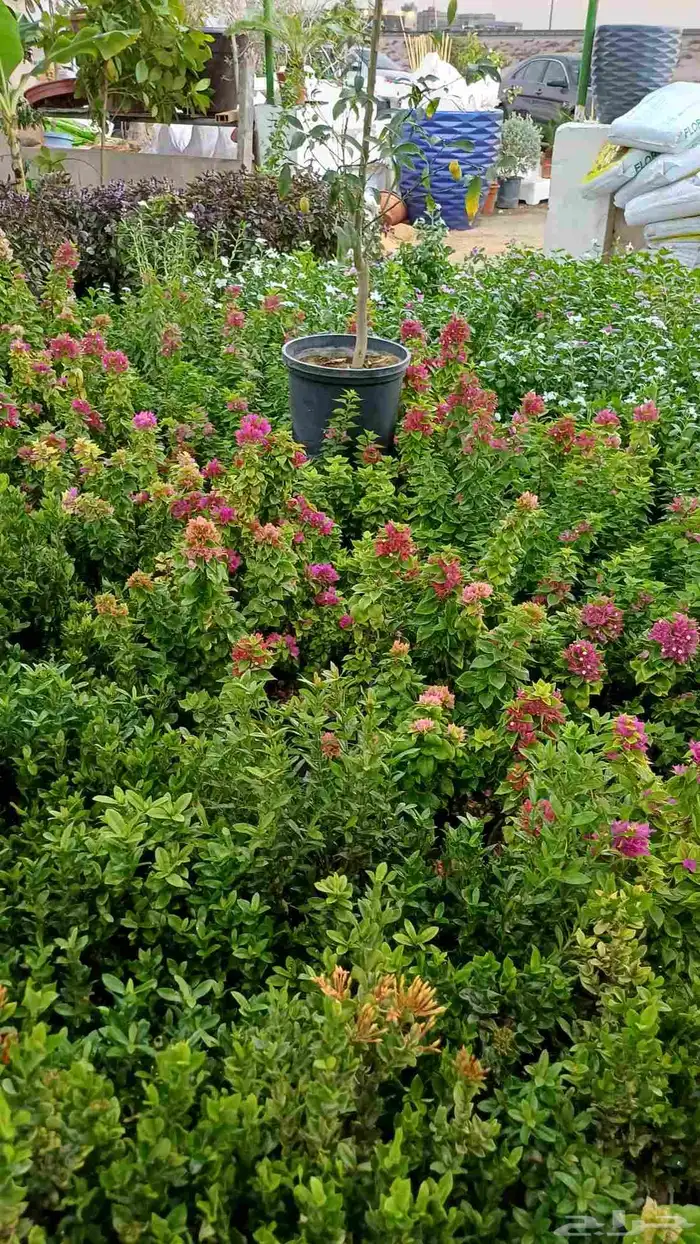 مشتل زراعة والصيانات شامله للحديد 0