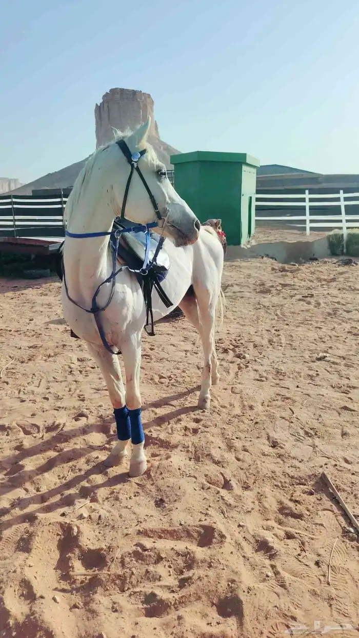 اجار خيل جمال وسيسي للتواصل 0