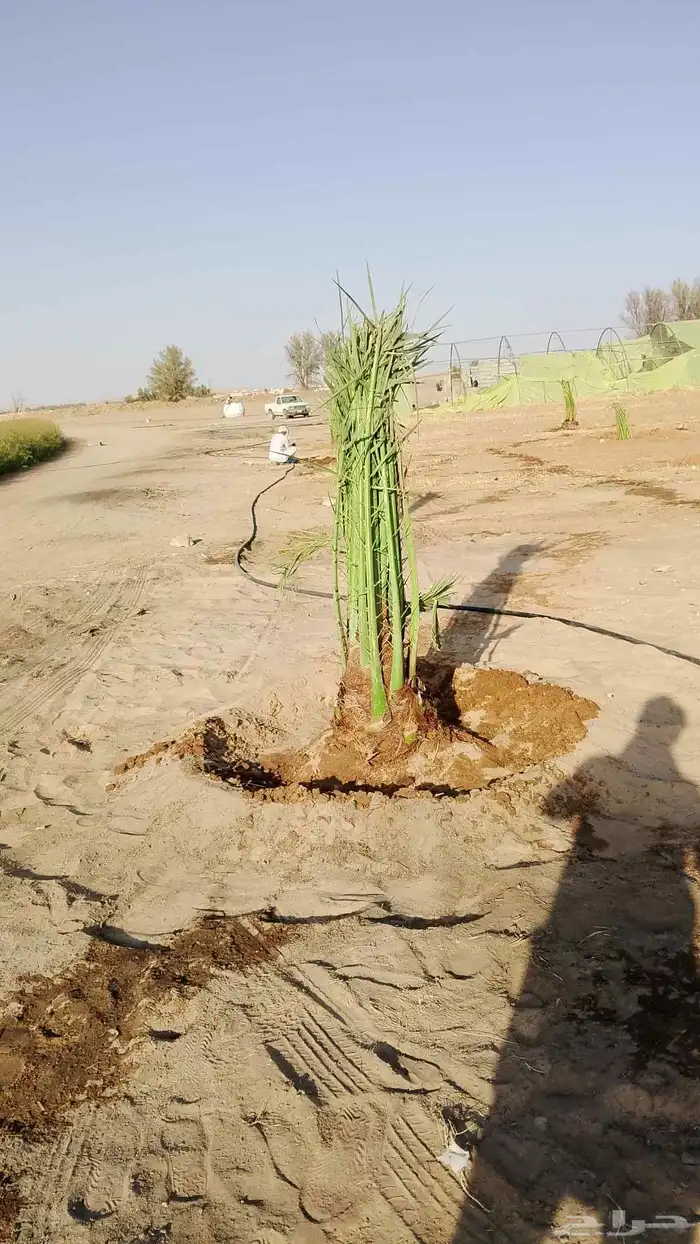 نخل مثمر توريد وزراعه 3