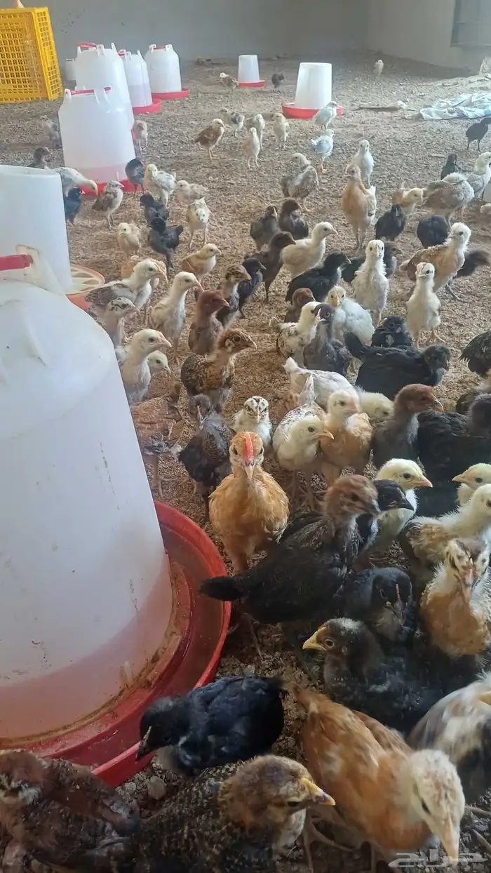 صوص دجاج بلدي 0