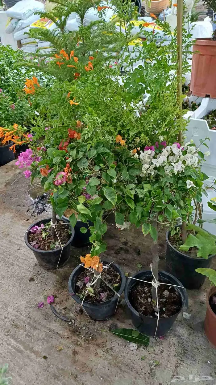 مشتل زراعة والصيانات شامله للحديد 4