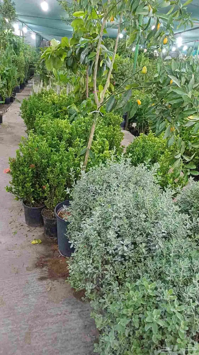 مشتل زراعة والصيانات شامله للحديد 5