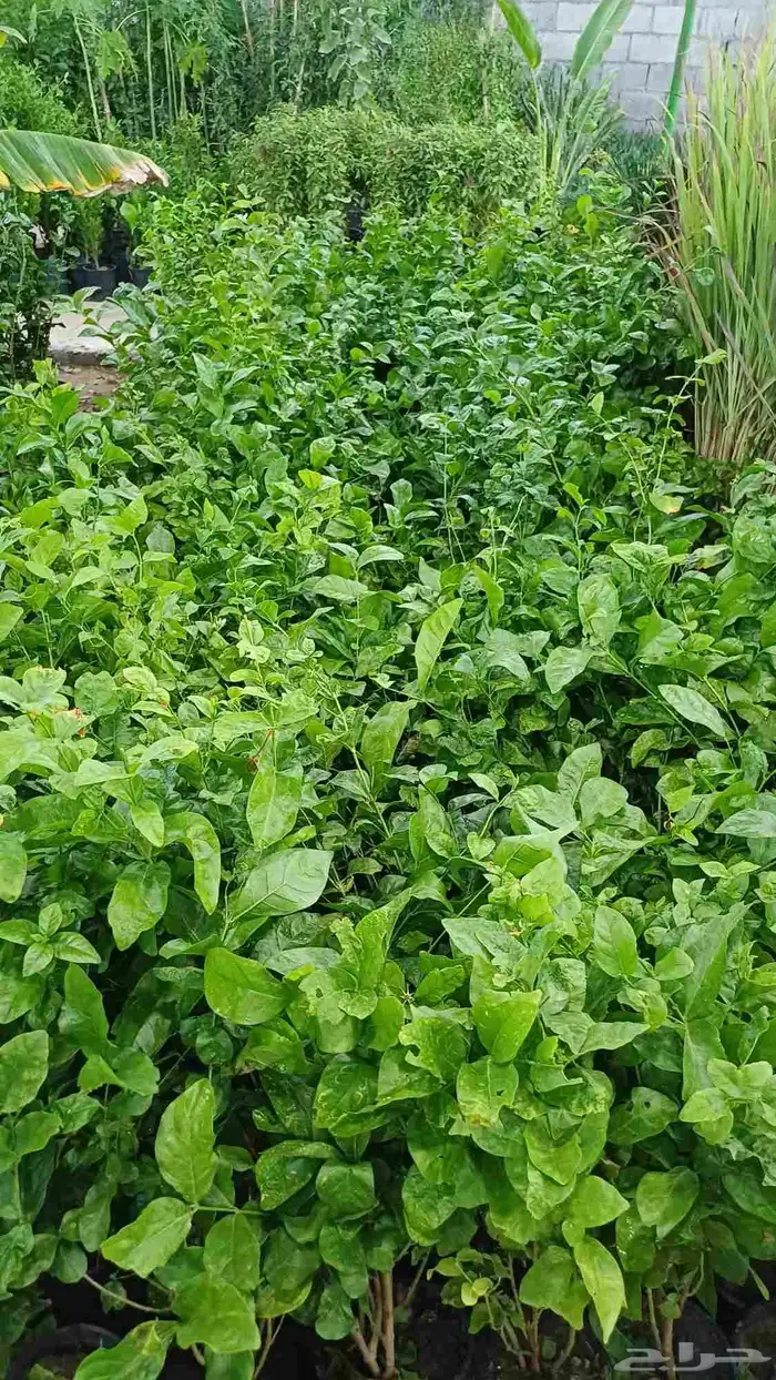 مشتل زراعة والصيانات شامله للحديد 3