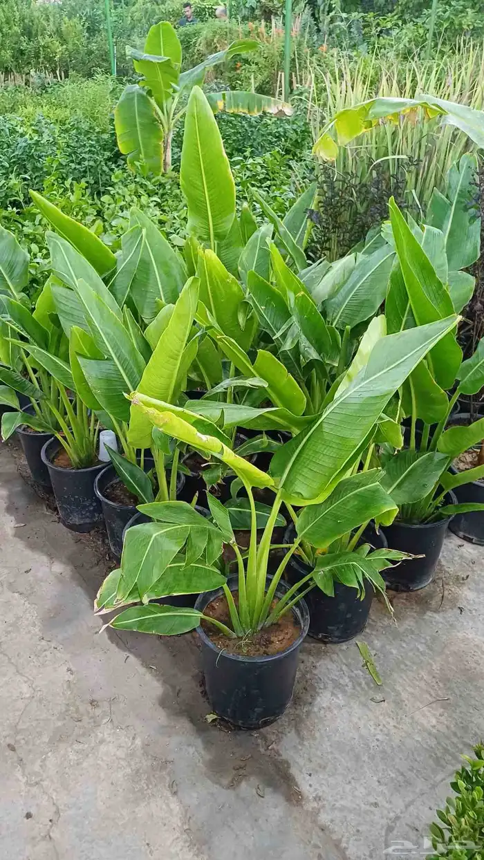 مشتل زراعة والصيانات شامله للحديد 2