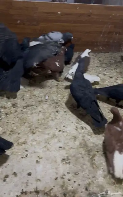 حمام شامي كش index