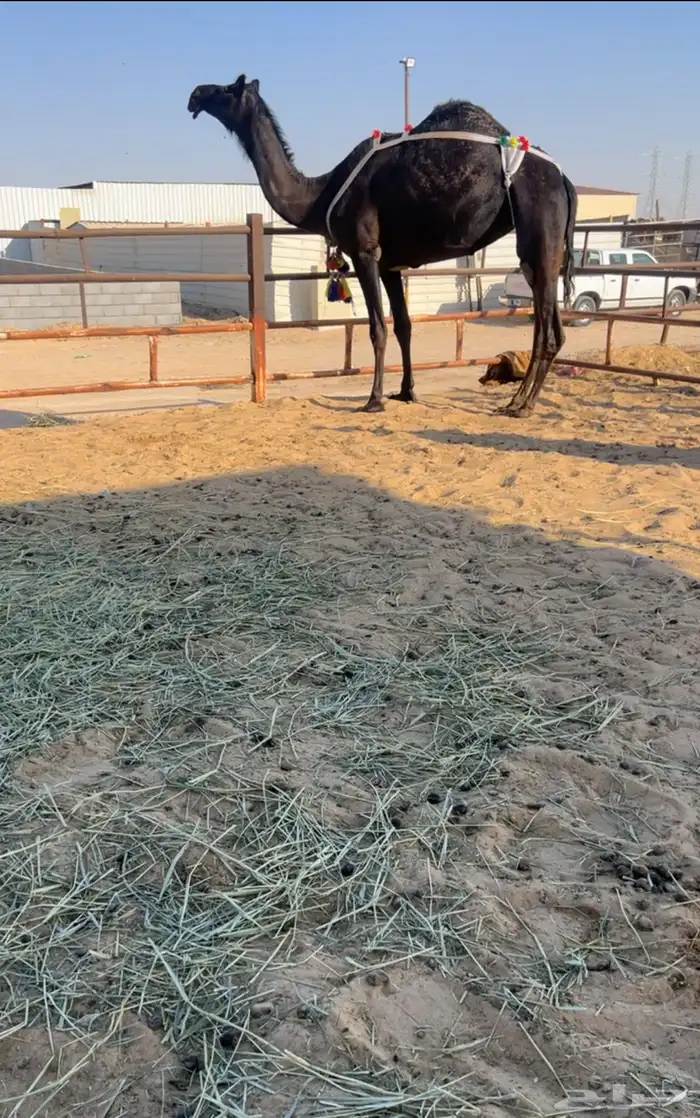 ضروبه كفو جدا 0