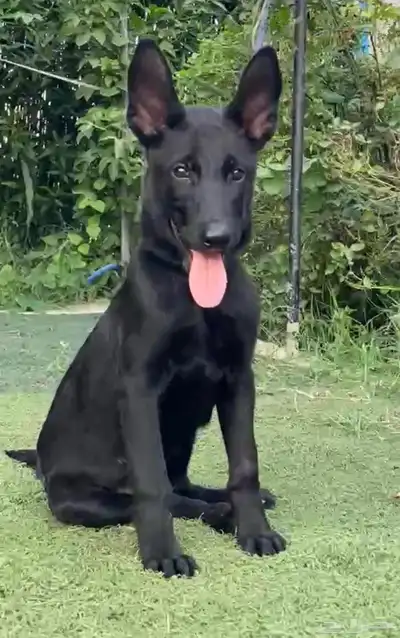 كلاب مالينو دارك index