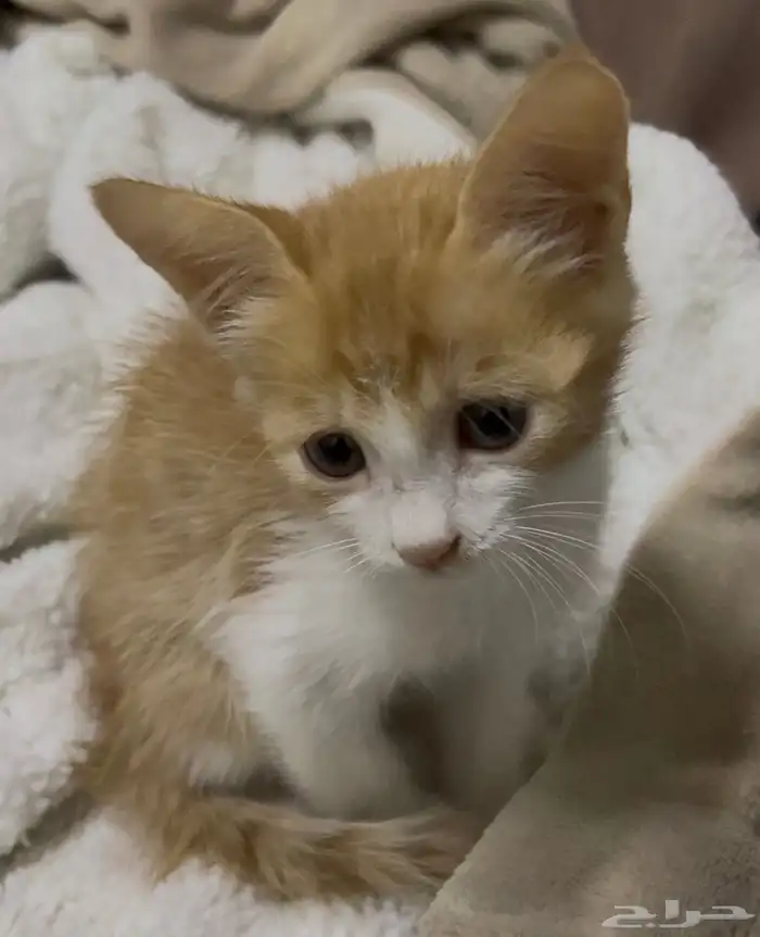 قطه انثى للتبني صغيره 0