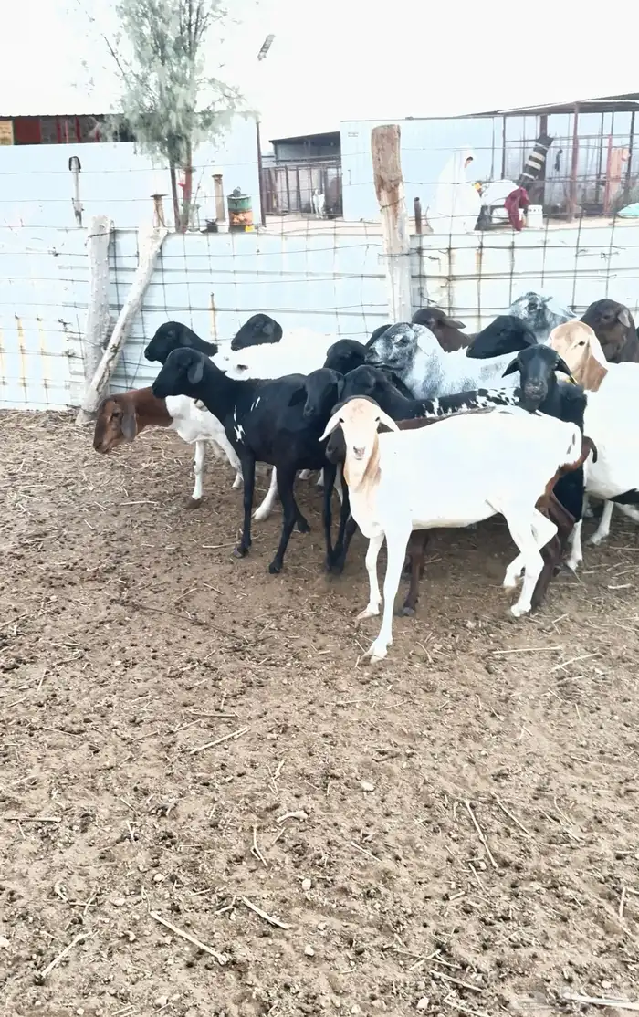 برابر شياة دفيع العدد15 0