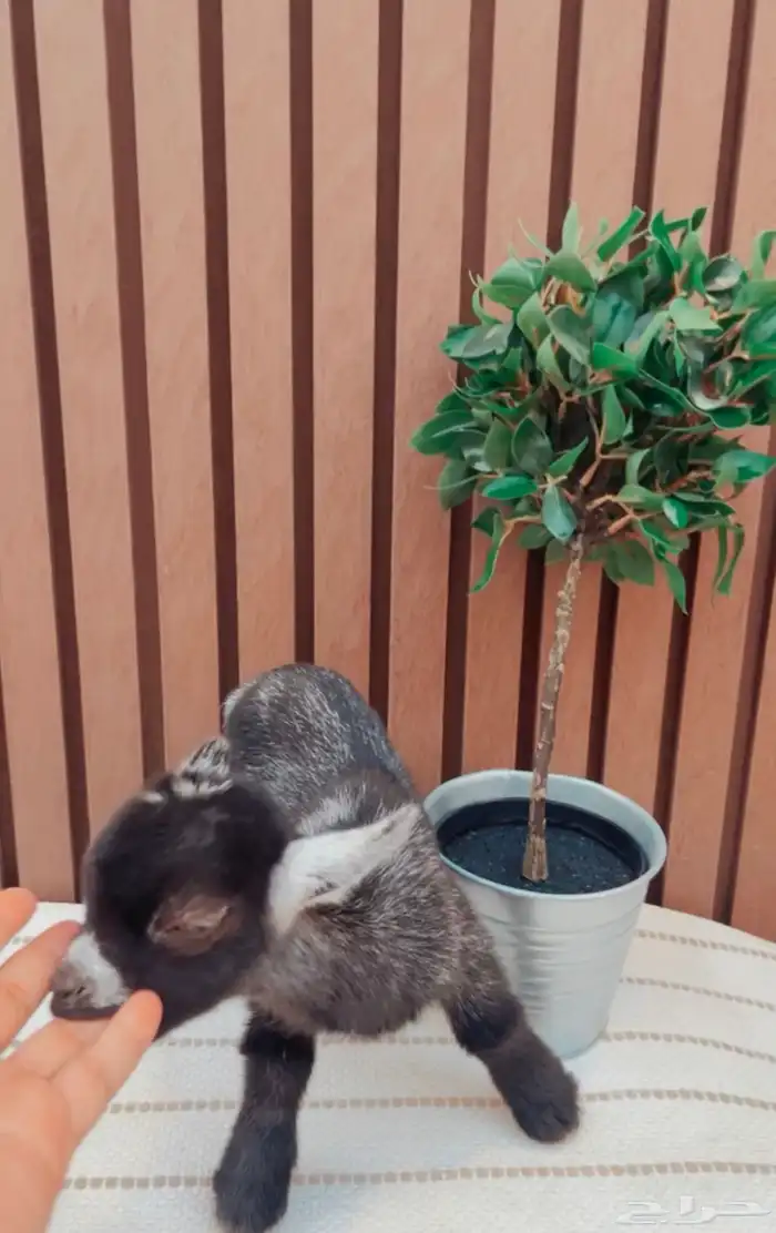 مواليد صغار الماعز القزم 3