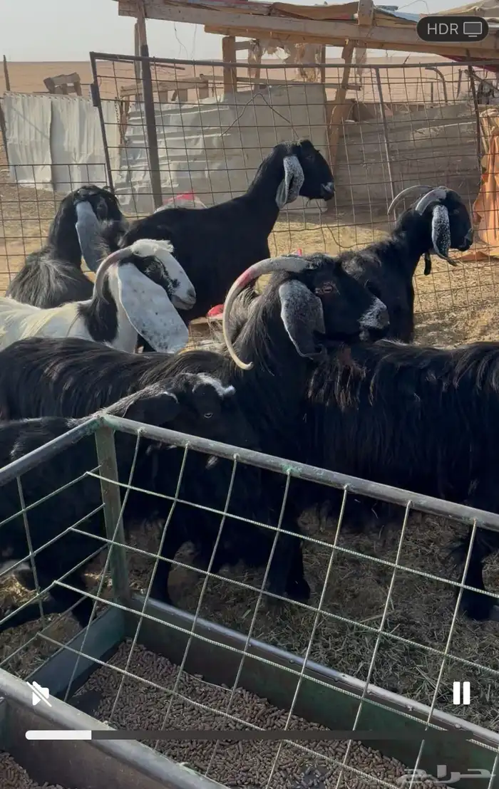 معزا دفيع ومضاريع 0