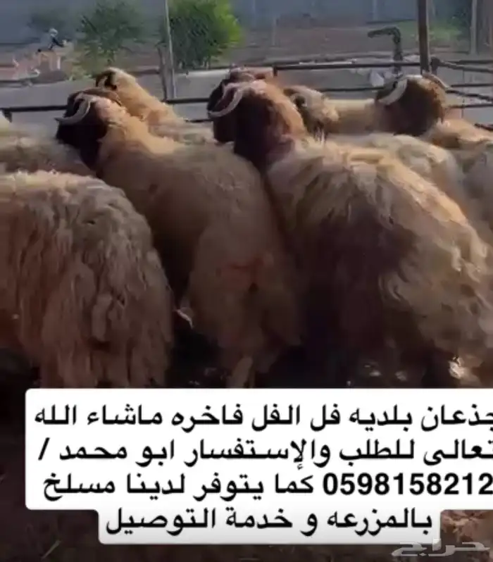ذبائح نعيم ونجدي وحريات موقنا الدمام حلالنا بلدي فقط 0