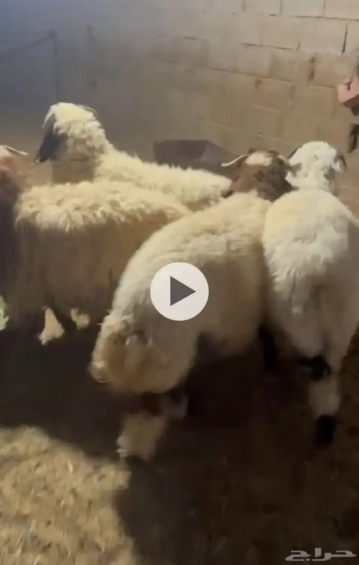 خرفان وعنز 1