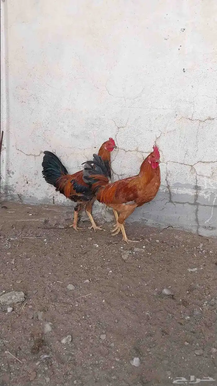 ديكه بلدي للبيع 3